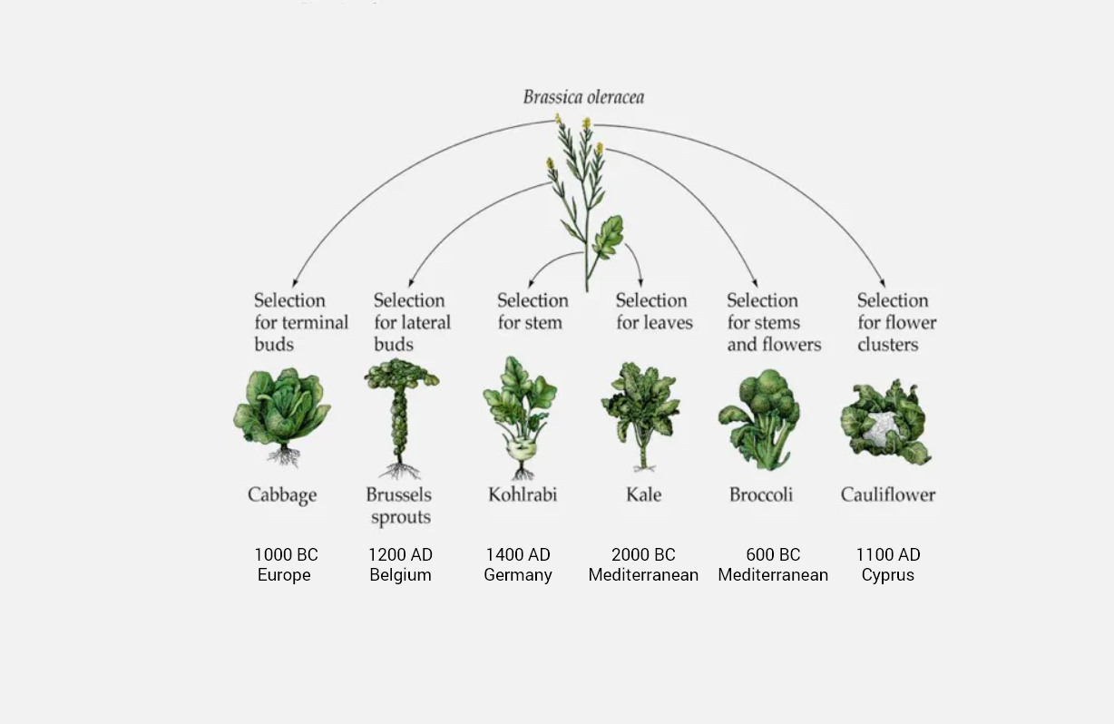 Brassica Oleracea - Cabbage Cultivars